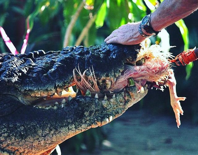 Cel mai mare crocodil din lume aflat în captivitate a murit în Australia