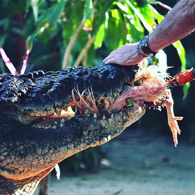 Cel mai mare crocodil din lume aflat în captivitate a murit în Australia