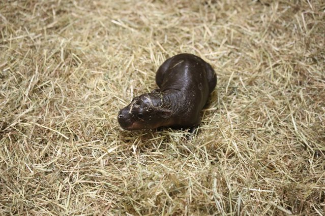 Hipopotam pigmeu „incredibil de rar” născut la grădina zoologică din Edinburgh