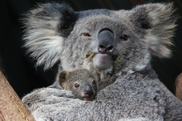 Un cuplu din Australia a găsit în patul de acasă un urs koala