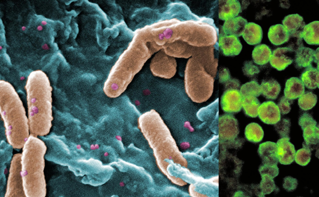 Un virus ar putea să provoace o pandemie dacă se va transmite de la cai la oameni