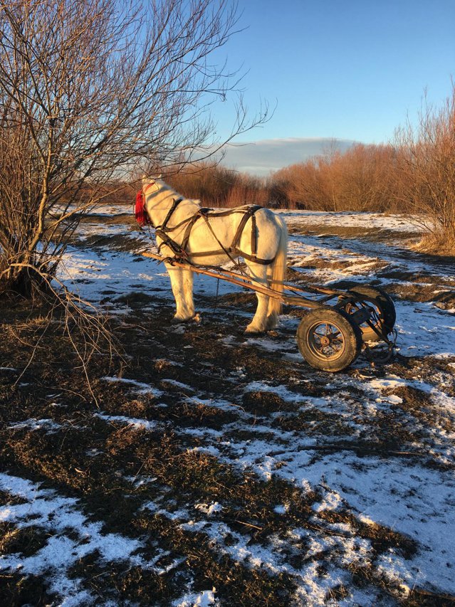 Un bărbat este căutat în râul Moldova. Căruţa acestuia a fost găsită în apă