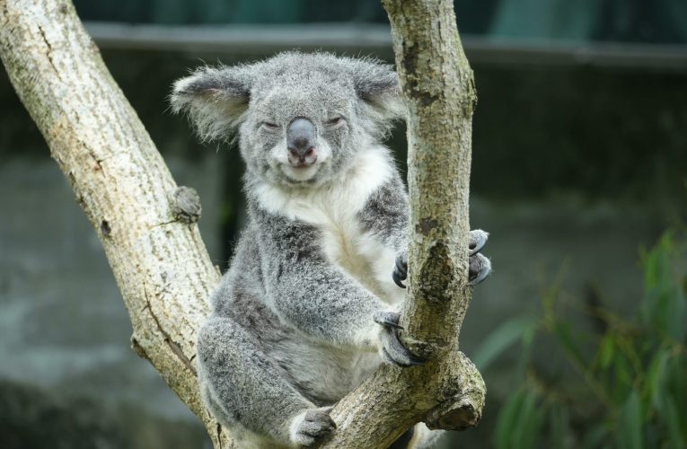 Grădină zoologică din Barcelona introduce îngrijirea geriatrică pentru animalele vârstnice