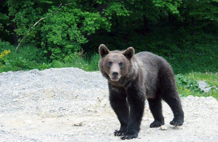 Mesaj Ro-Alert. Un urs a ajuns în apropierea unei cabane din Bicaz Chei