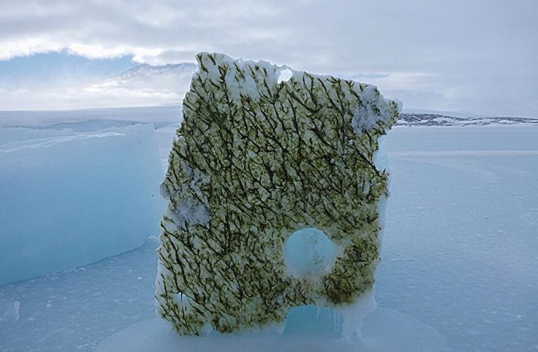 Dispariția gheții marine schimbă culoarea oceanelor din regiunile arctice și antarctice