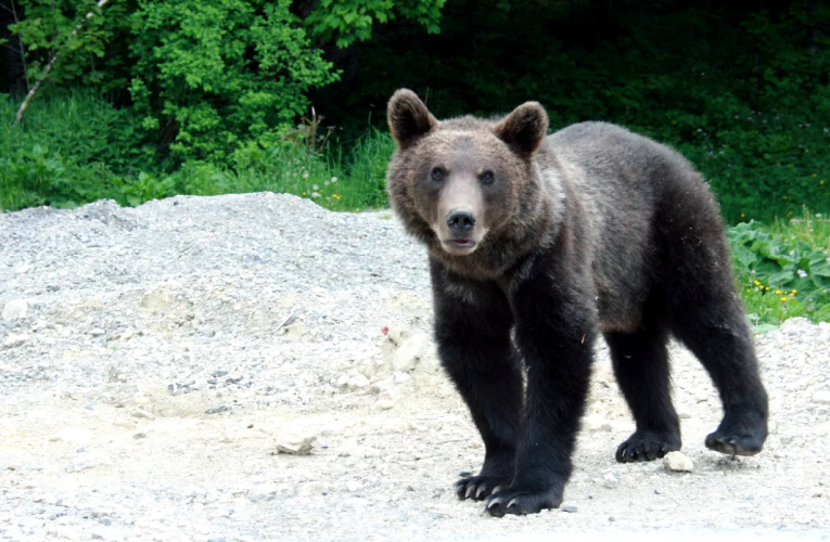 Mesaj Ro-Alert după ce un urs a fost văzut într-o localitate din județul Sibiu