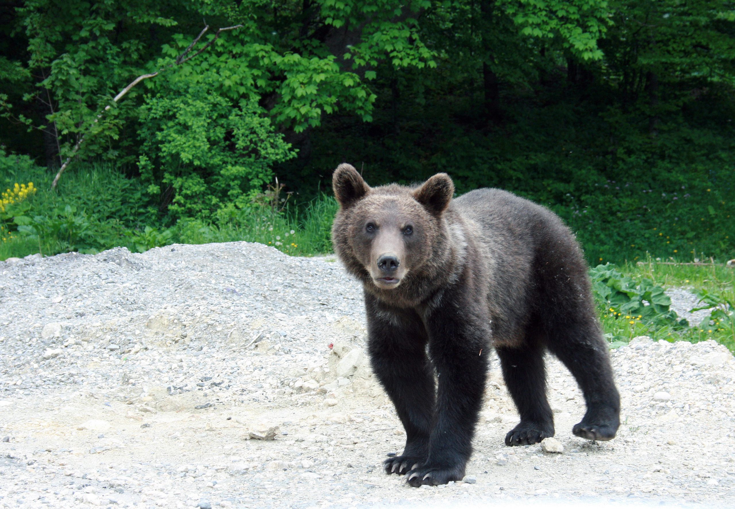 Un urs a fost văzut într-o localitate din județul Bistrița-Năsăud
