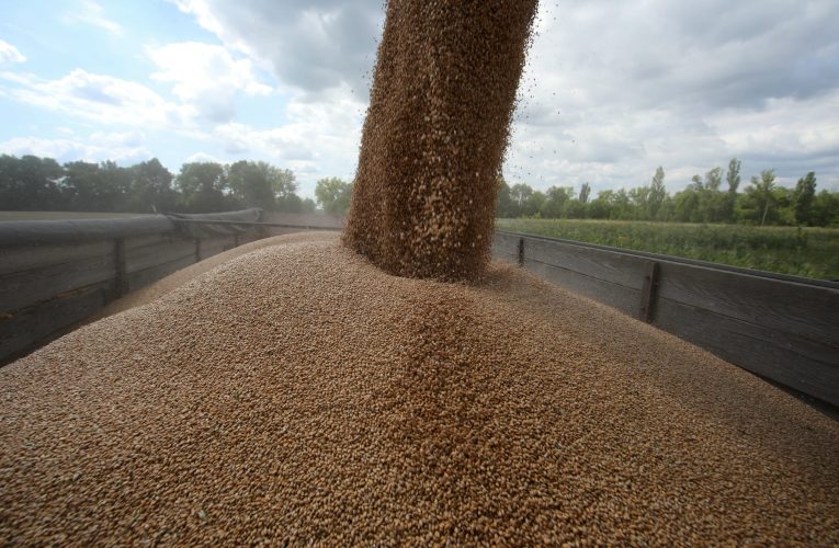 Din nou grânarul Europei. România va avea cea mai mare producție de grâu din 1997 în sezonul viitor. Anul acesta suntem peste Franța