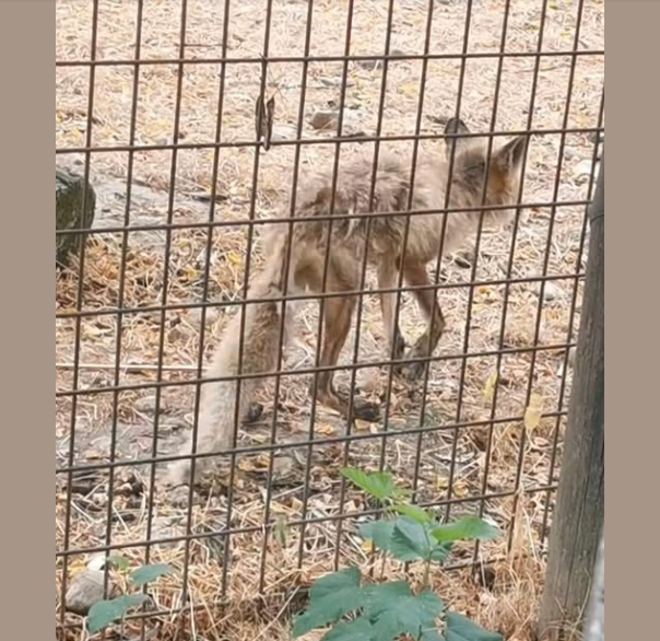 Animal aflat în stare gravă, ținut într-un țarc murdar la Grădina Zoologică Vâlcea