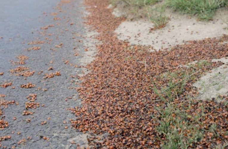 Apocalipsa gărgărițelor a ajuns în Marea Britanie. Toate orașele sunt invadate, pe plajă nu se poate sta, un meci de cricket a fost suspendat