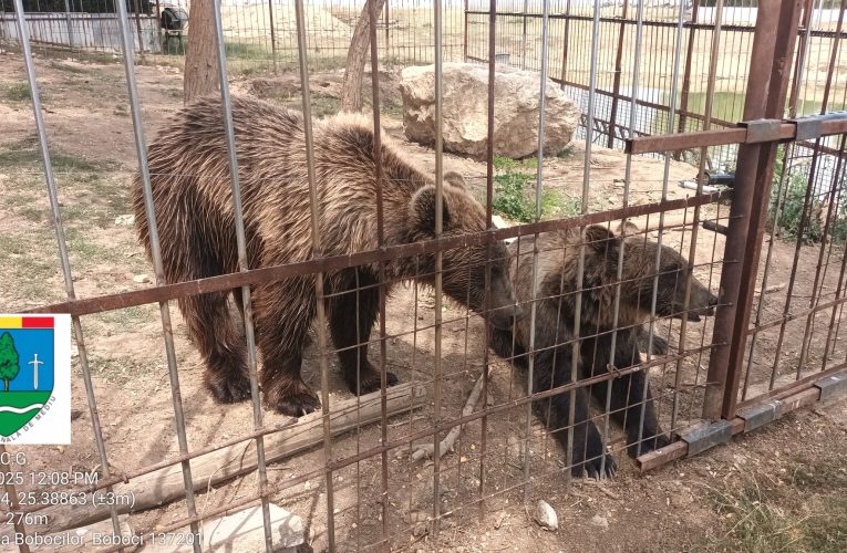 Grădină Zoologică improvizată, descoperită de Garda de Mediu în Dâmbovița