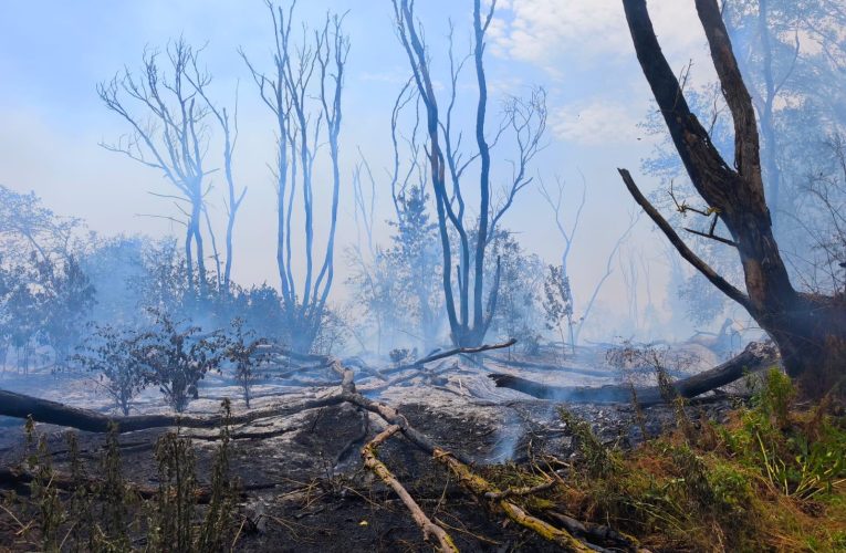 Incendiu izbucnit în zona localității Chilia. Pompierii intervin pentru stingerea lui