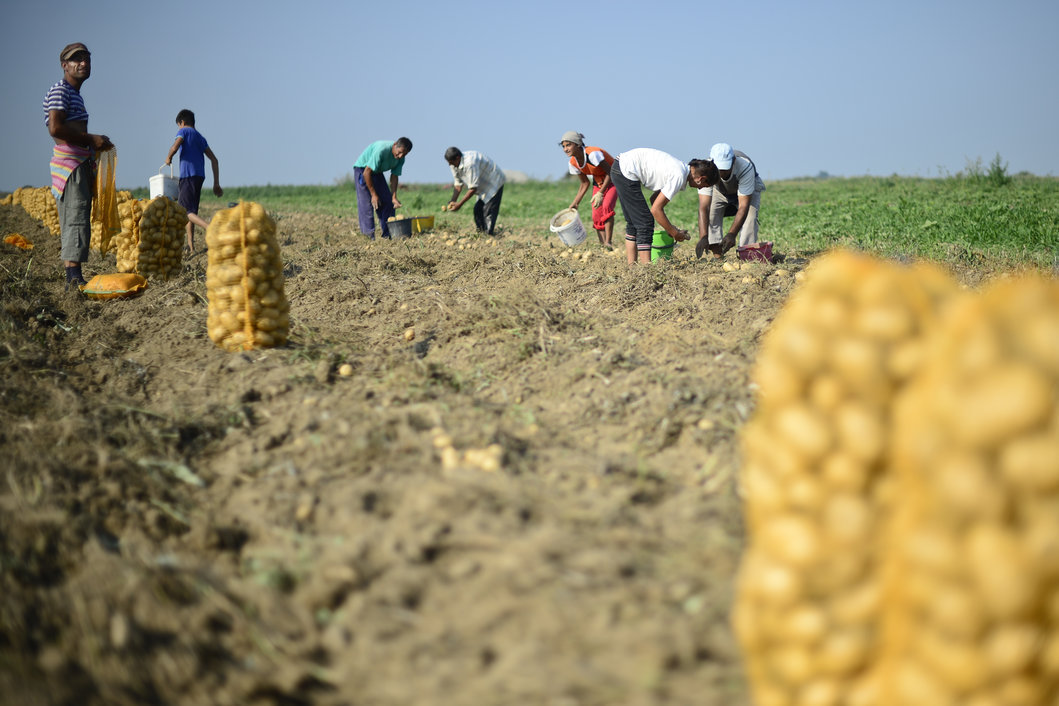 INS raportează scăderea producției agricole