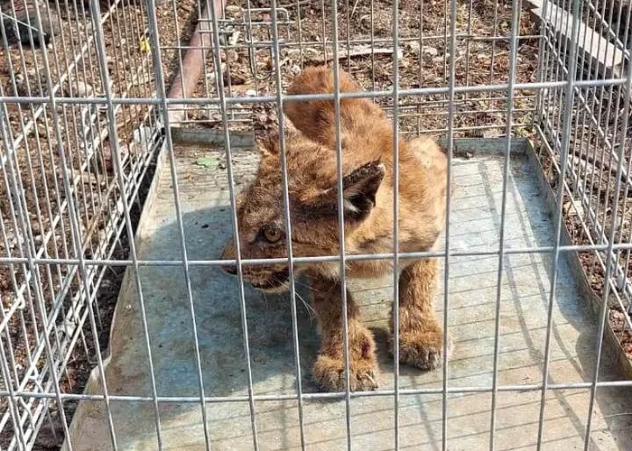 Intervenție specială a jandarmilor montani. Pui de râs, prins în curtea unui localnic din Gorj