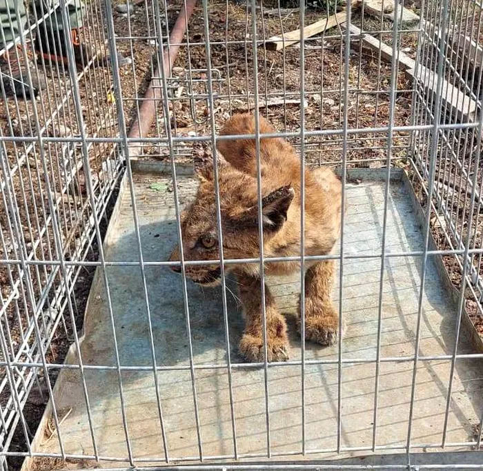 Intervenție specială a jandarmilor montani. Pui de râs, prins în curtea unui localnic din Gorj
