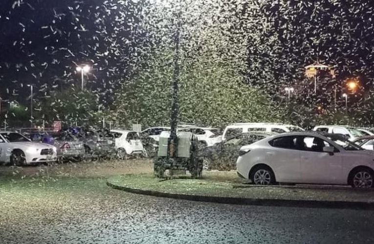 Invazie de lăcuste în Ucraina: milioane de insecte au distrus deja suprafețe întinse de culturi