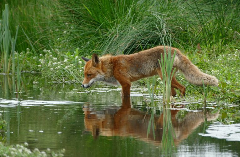 O fetiță a fost mușcată de o vulpe într-o zonă strict protejată din Parcul Natural Apuseni