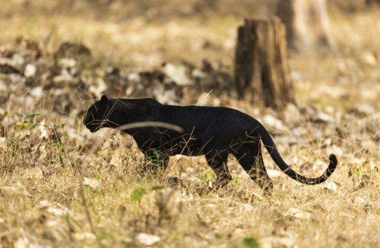Pantera misterioasă a trecut în alt județ? Apel la 112 pentru a anunța apariția panterei negre în Teleorman