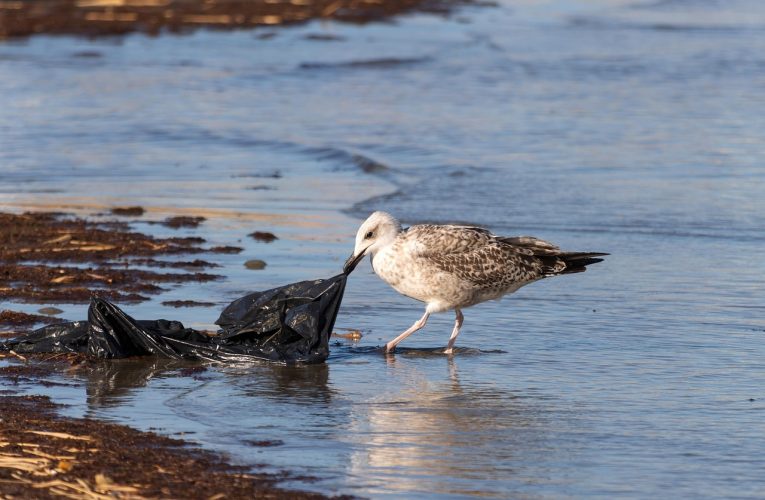 Țara europeană care a reușit reducerea cu 80% a utilizării pungilor de plastic 