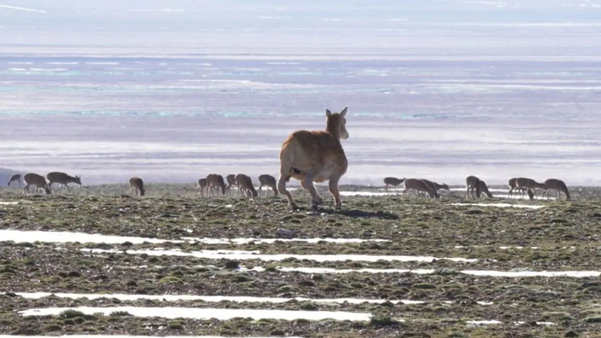 China trimite un robot-antilopă să salveze o specie rară din Tibet