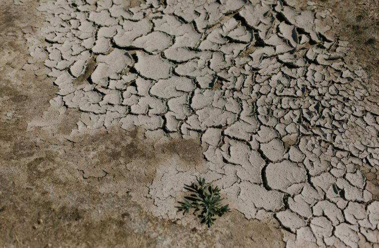 Delta Dunării, în pragul colapsului ecologic: nivelul Dunării a atins minime istorice