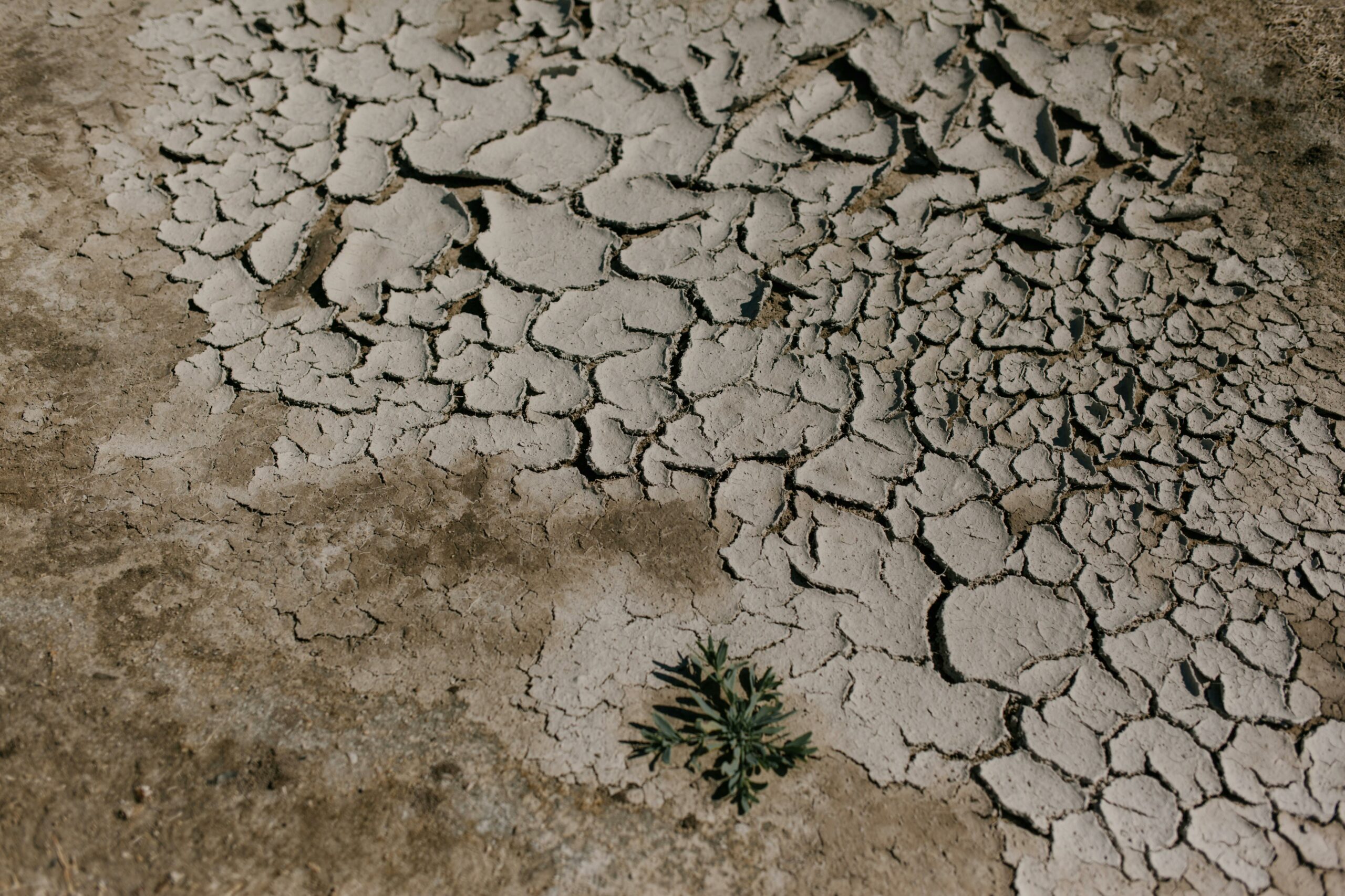 Delta Dunării, în pragul colapsului ecologic: nivelul Dunării a atins minime istorice