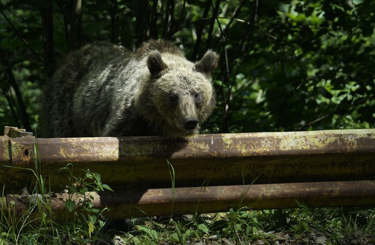 Motociclist atacat de urs pe Transfăgărășan. Cetățeanul străin a fost mușcat de animal