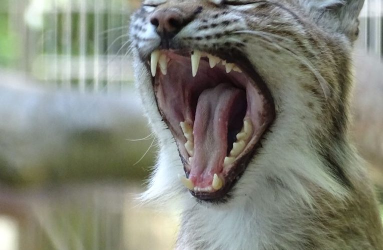 Un parc zoo din Danemarca le cere oamenilor să-și doneze animalele de companie pentru a fi mâncate de prădătorii aflați în captivitate