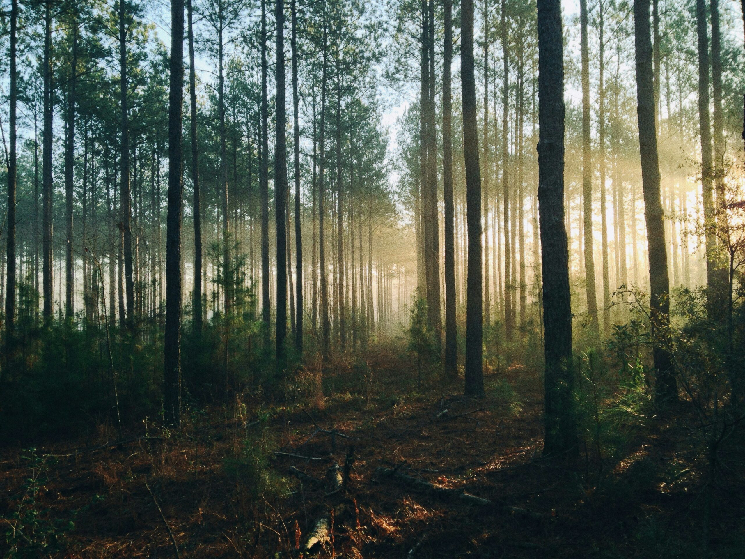 Brazilia devine prima țară care investește în fondul forestier global de 125 miliarde dolari