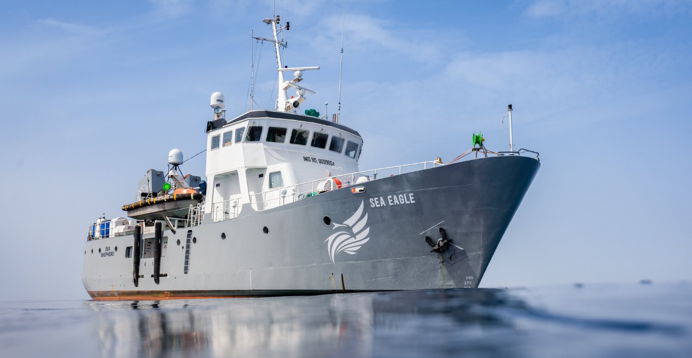 Mii de capcane ilegale: Cum funcționează braconajul de caracatițe în Grecia și eforturile echipajului navei Sea Eagle