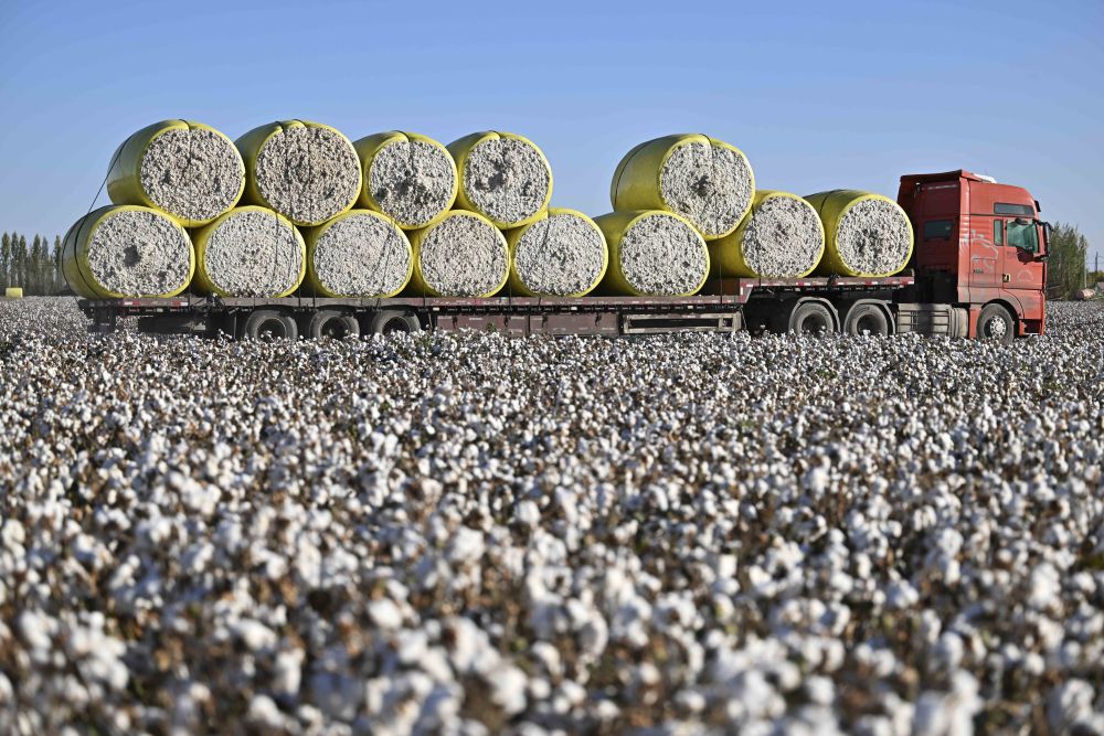 Piața bumbacului, în scădere alarmantă. Producția s-a redus în SUA, Pakistan și Sudan