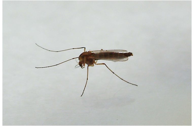 Virusul West Nile în România: 13 cazuri de infecție, cei mai afectați sunt vârstnicii