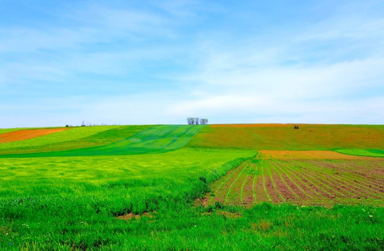 APIA începe plățile către fermierii care au terenuri cu suprafețe de peste 10 hectare