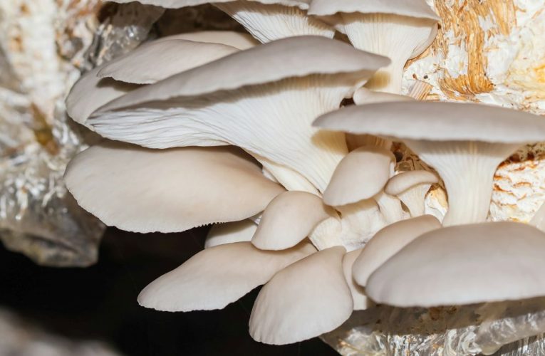 Bruxelles inaugurează cea mai mare fabrică de ambalaje ecologice din ciuperci din Europa
