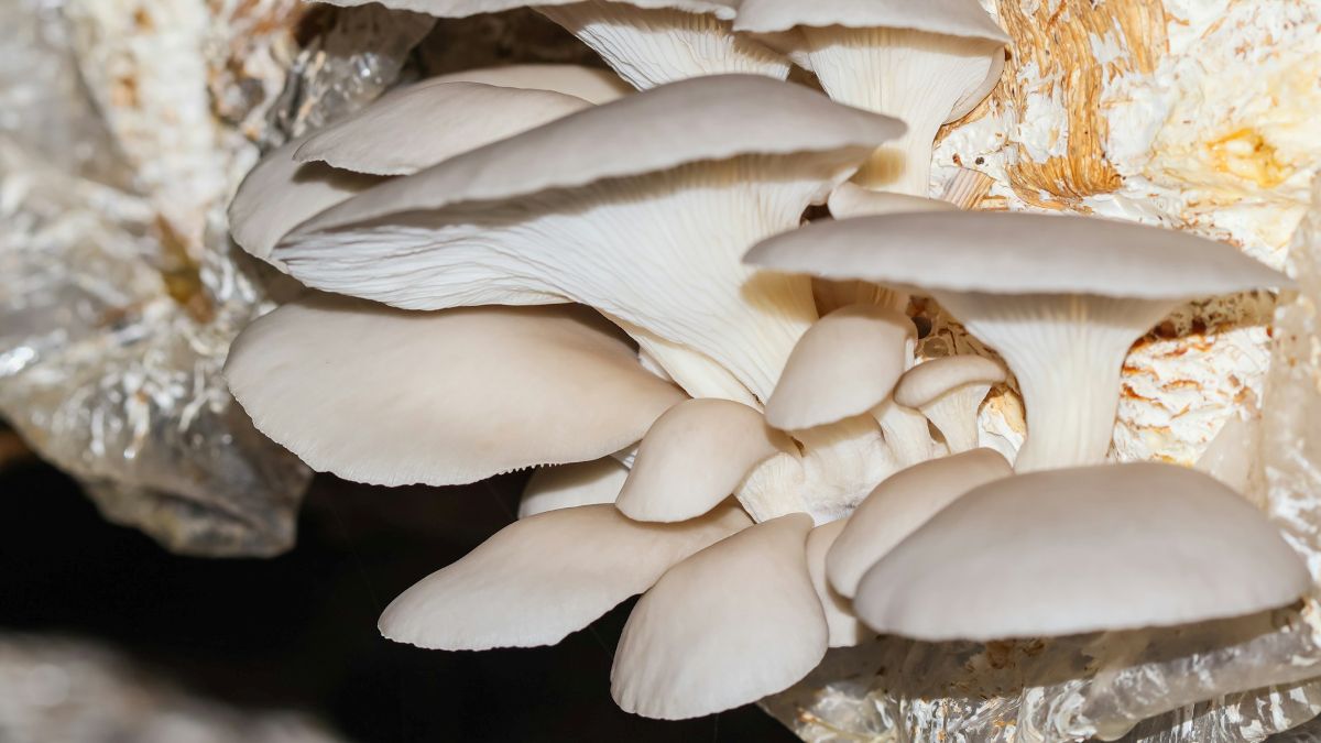 Bruxelles inaugurează cea mai mare fabrică de ambalaje ecologice din ciuperci din Europa