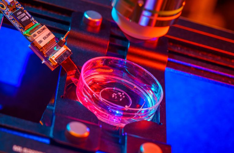 Mini-creiere umane pentru a alimenta computerele. Procesul începe cu celule stem