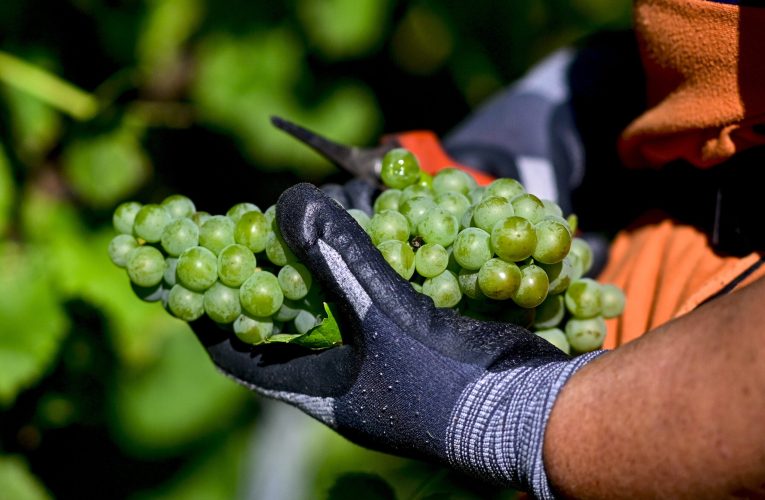 Portugalia: Podgoriile sunt recoltate noaptea, pentru ca muncitorii să beneficieze de răcoare