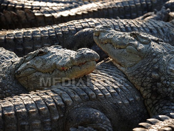 Uraganul Melissa: Autorităţile avertizează asupra crocodililor „strămutaţi”