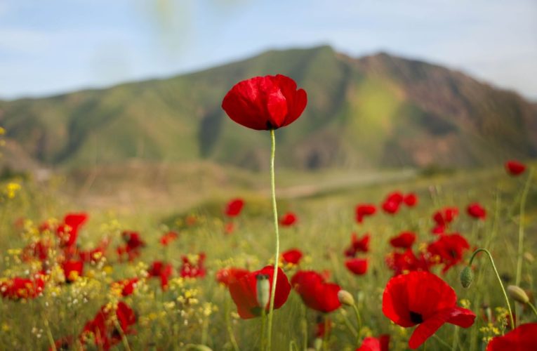 CIA ar fi desfășurat timp de peste un deceniu o operațiune secretă în Afganistan, cu efecte asupra reducerii cultivării de opiu