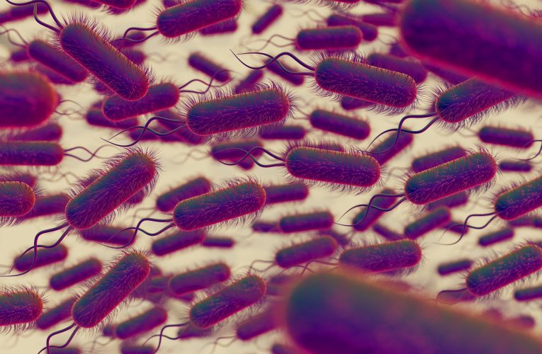 Efecte metabolice surprinzătoare. Microbiomul intestinal transformat în fabrică de longevitate