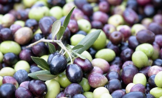 Exportatorii de măsline negre din Spania cer UE să riposteze la tarifele americane