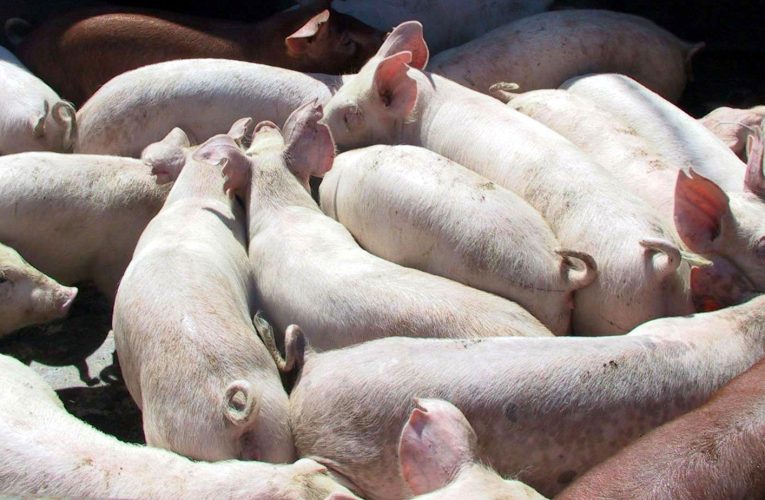 Focar de Pestă Porcină Africană, confirmat în vestul țării. Autoritățile impun restricții severe în zece localități