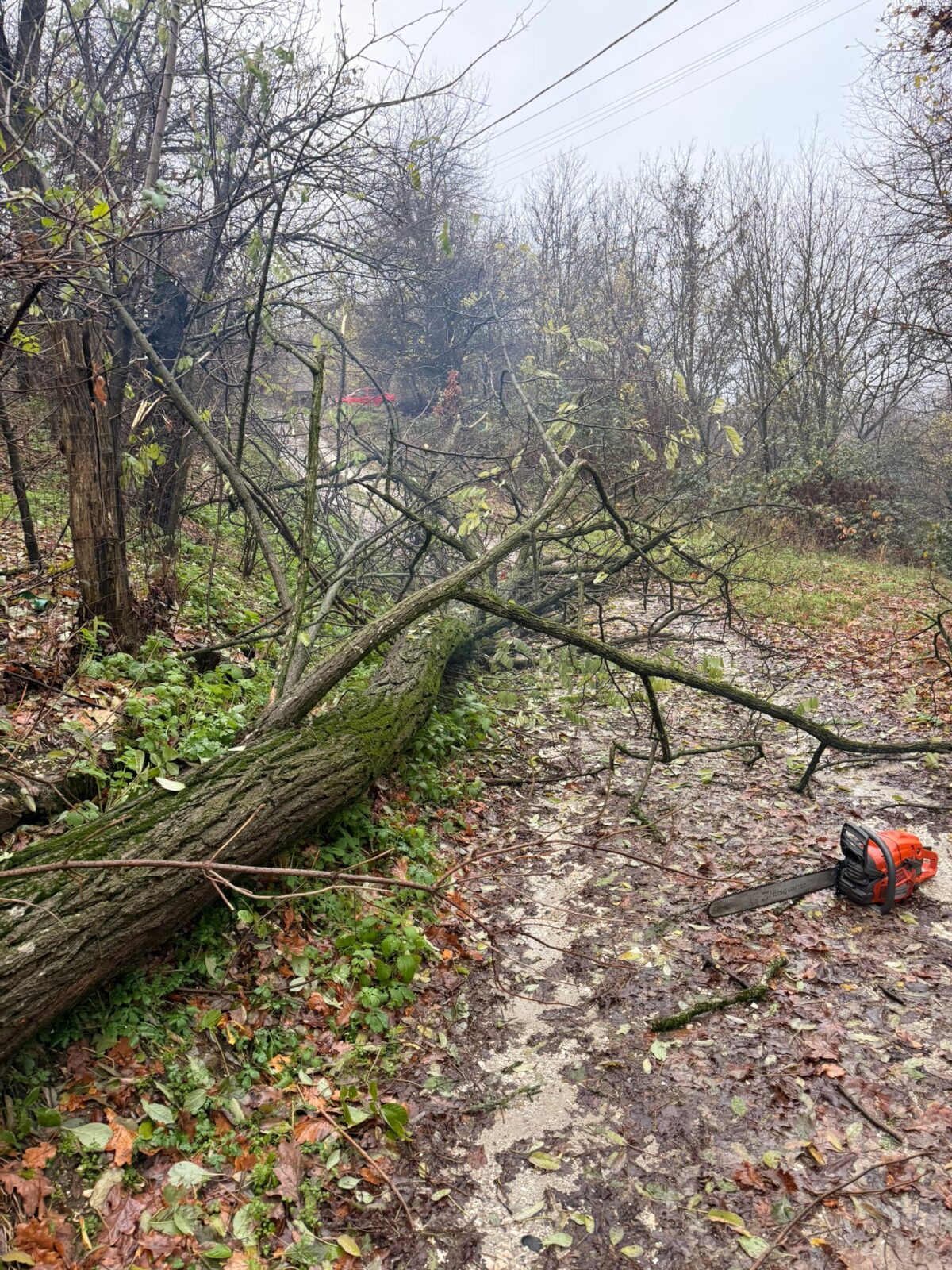 Misiuni pe bandă rulantă în Argeș. Mai multe clădiri, inclusiv din Pitești, s-au inundat, câțiva copaci au căzut peste drumuri