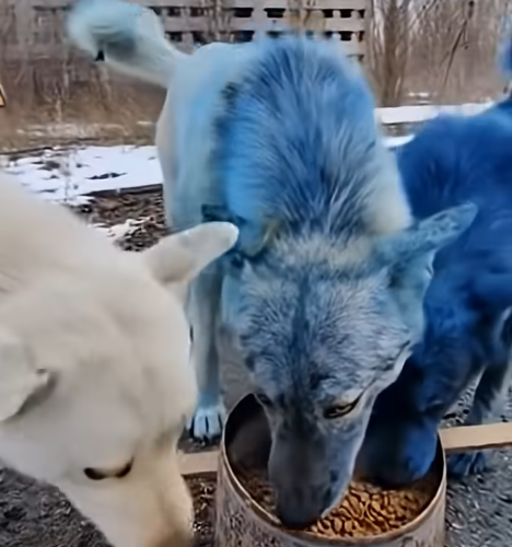 Misterul câinilor albaștri de la Cernobîl ar fi fost rezolvat