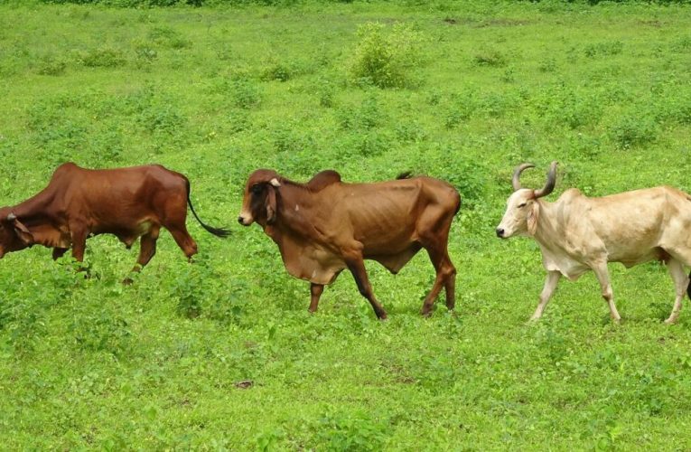 O vacă va călători peste ocean pentru a fi vedeta unui eveniment internațional. Este prima din rasa sa care participă la o ceremonie