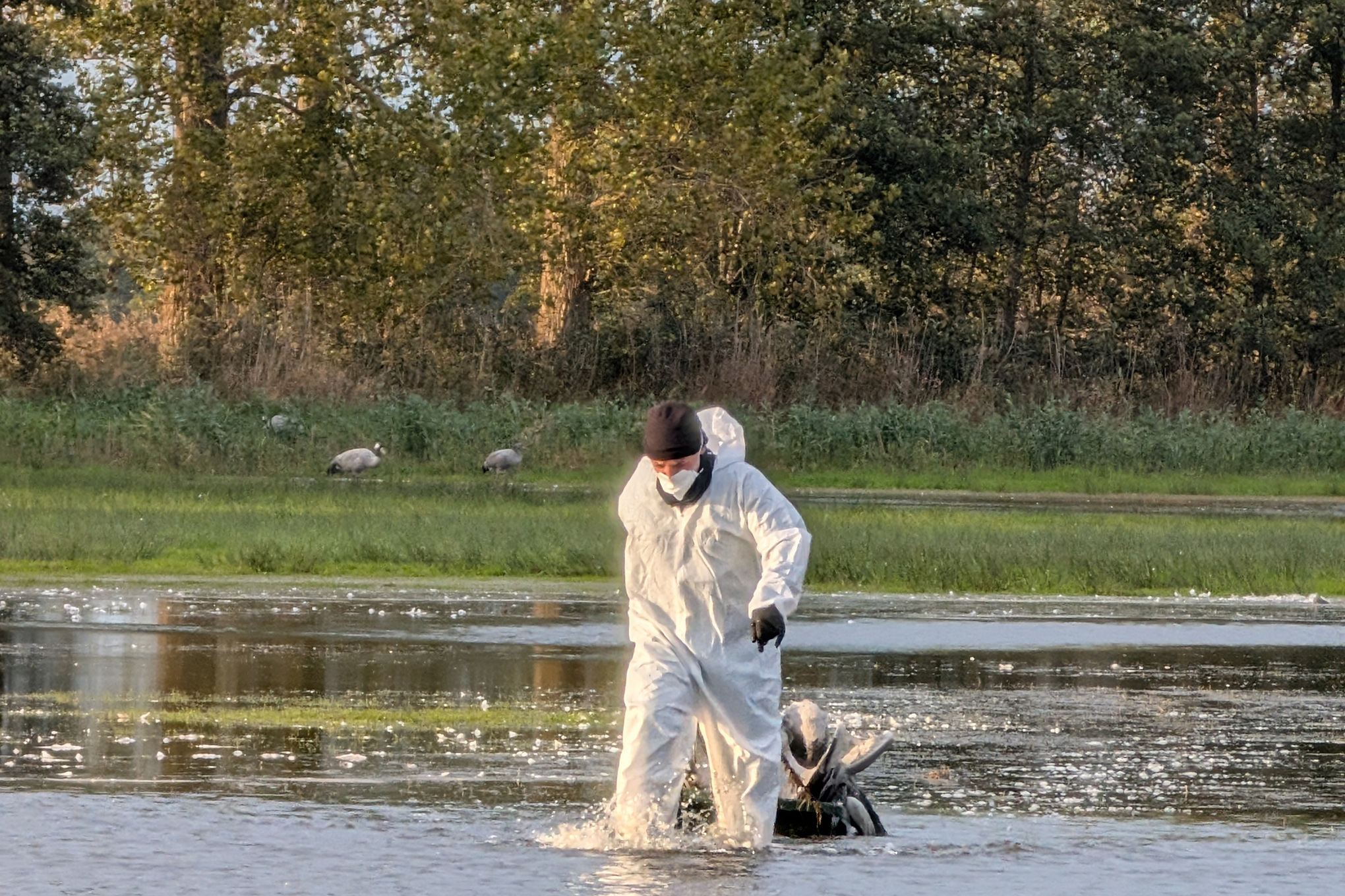 Primul deces uman cauzat de virusul gripei aviare H5N5 înregistrat în SUA