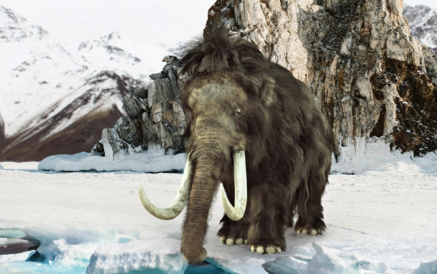 Puzzle genetic vechi de milenii: Cercetătorii descifrează ARN-ul unui mamut de 40.000 de ani