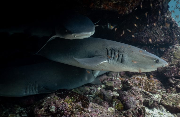 Un rechin a ucis o persoană și a rănit grav o alta, în Australia