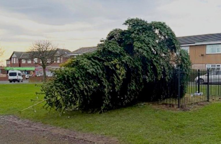 Arestați după ce au tăiat bradul de Crăciun al comunității