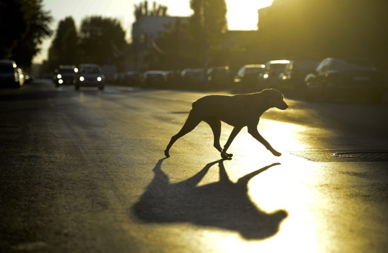 Câinii pot face Alzheimer? Ce este demența canină